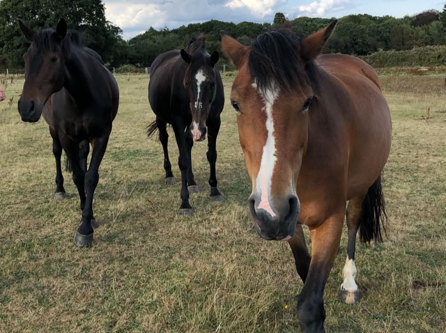 Commissioned Horses